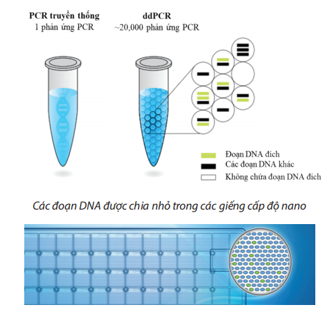 PCR kỹ thuật số (Digital polymerase chain reaction – dPCR)