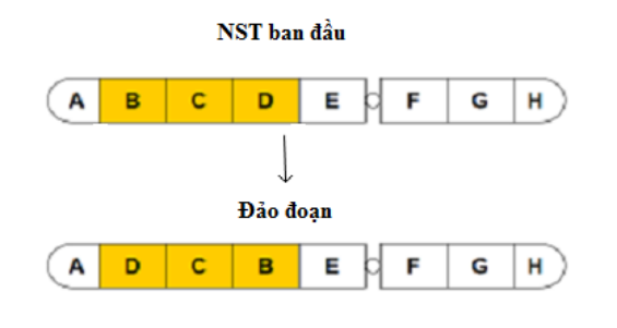 NST đảo đoạn