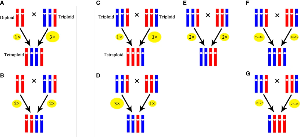 Triploidy (Thể tam bội): Các giải pháp sàng lọc và chẩn đoán